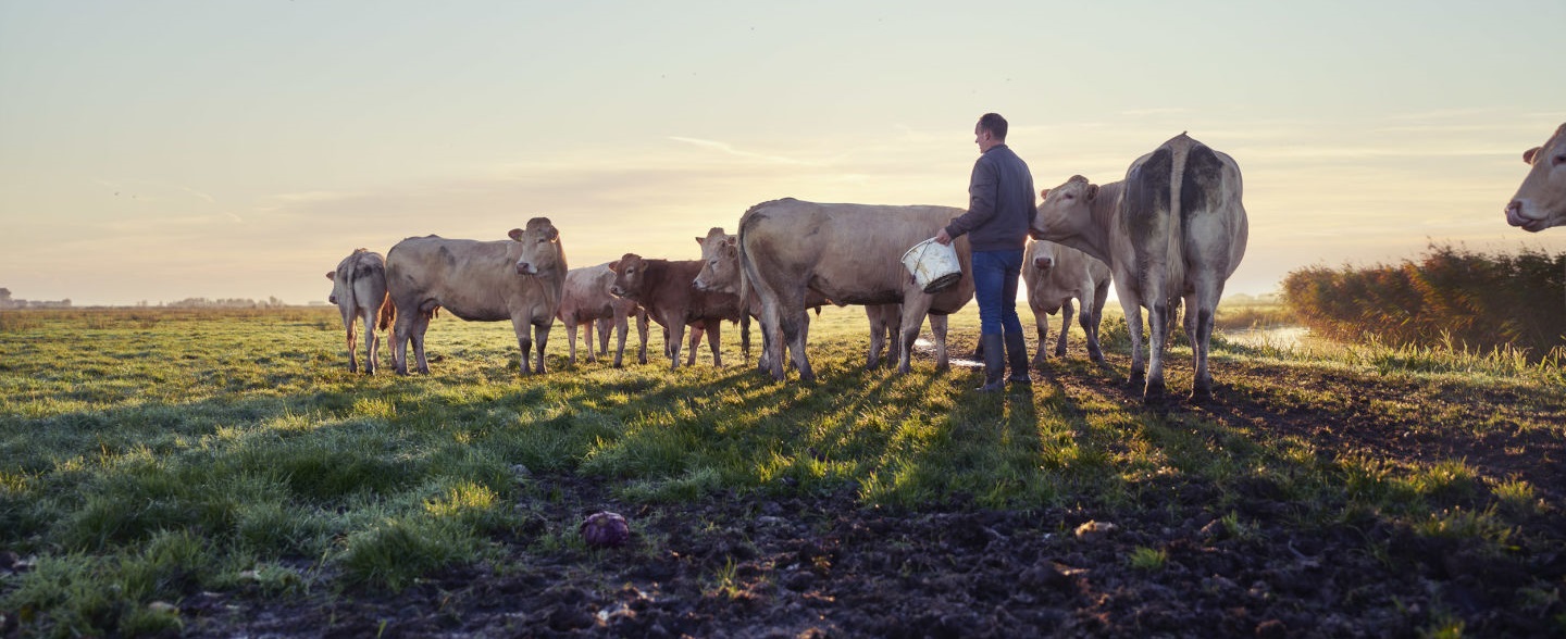 Boer op land met koeien